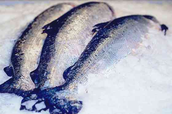 Продаємо свіжоморожену рибу і морепродукти Dnipro