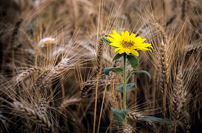 Соняшник, пшениця 2,3 клас Дніпро - зображення 1