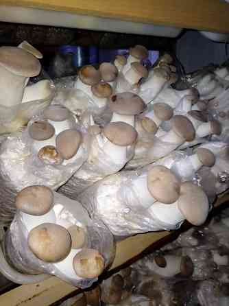 Свіжі гриби Ерінги Черкаси