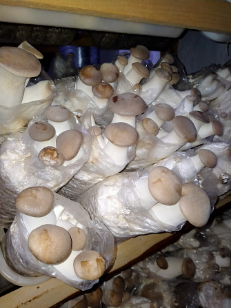 Свіжі гриби Ерінги Черкаси - зображення 2
