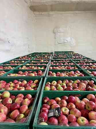 яблуко різних сортів Chernivtsi