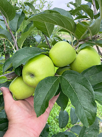яблуко різних сортів Чернівці - зображення 4