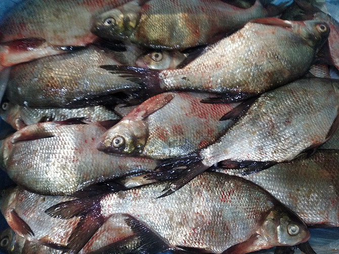 Риба Річкова Черкаси - зображення 4