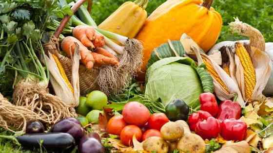 Вирощування овочів і баштанних культур, коренеплодів і бульбоплодів Vynohradiv
