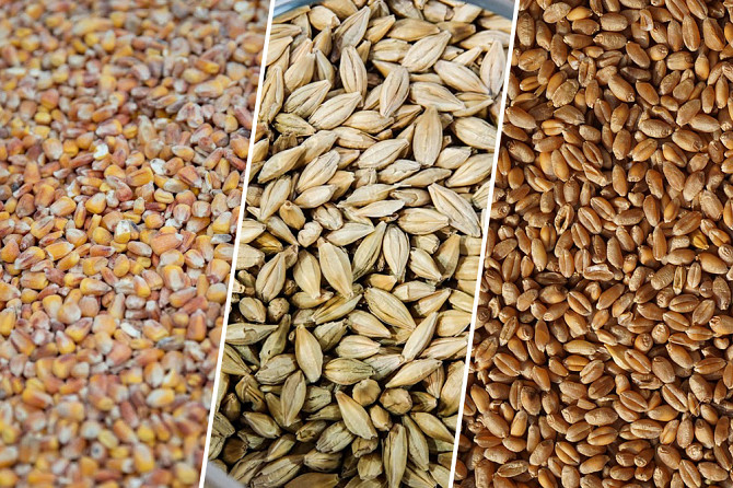 Вирощування зернових культур (крім рису), бобових культур і насіння олійних культур Вінниця - зображення 1