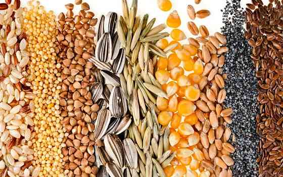Вирощування зернових культур (крім рису), бобових культур і насіння олійних культур Kyiv