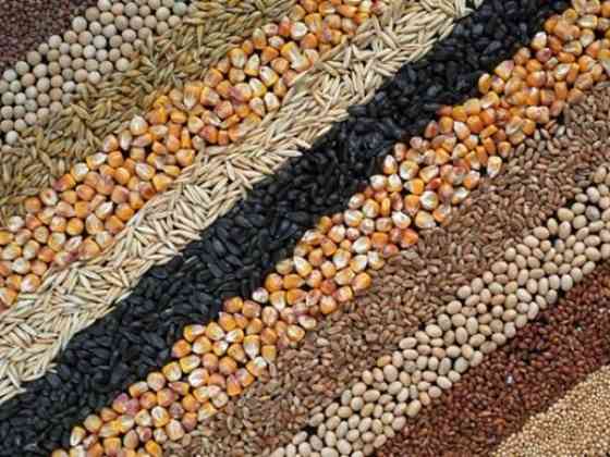 Вирощування зернових культур (крім рису), бобових культур і насіння олійних культур Smila