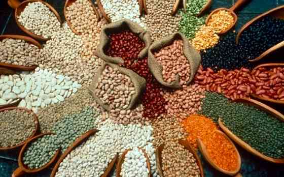 Вирощування зернових культур (крім рису), бобових культур і насіння олійних культур Zaporizhzhia