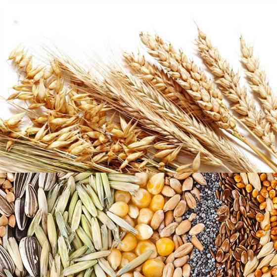 Вирощування зернових культур (крім рису), бобових культур і насіння олійних культур Nizhyn