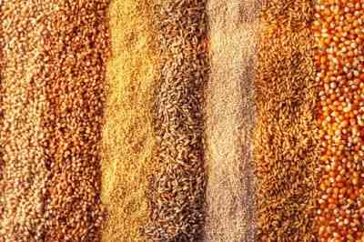 Вирощування зернових культур (крім рису), бобових культур і насіння олійних культур Zhytomyr