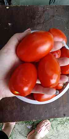Домашні помідори та баклажани Vinnytsia
